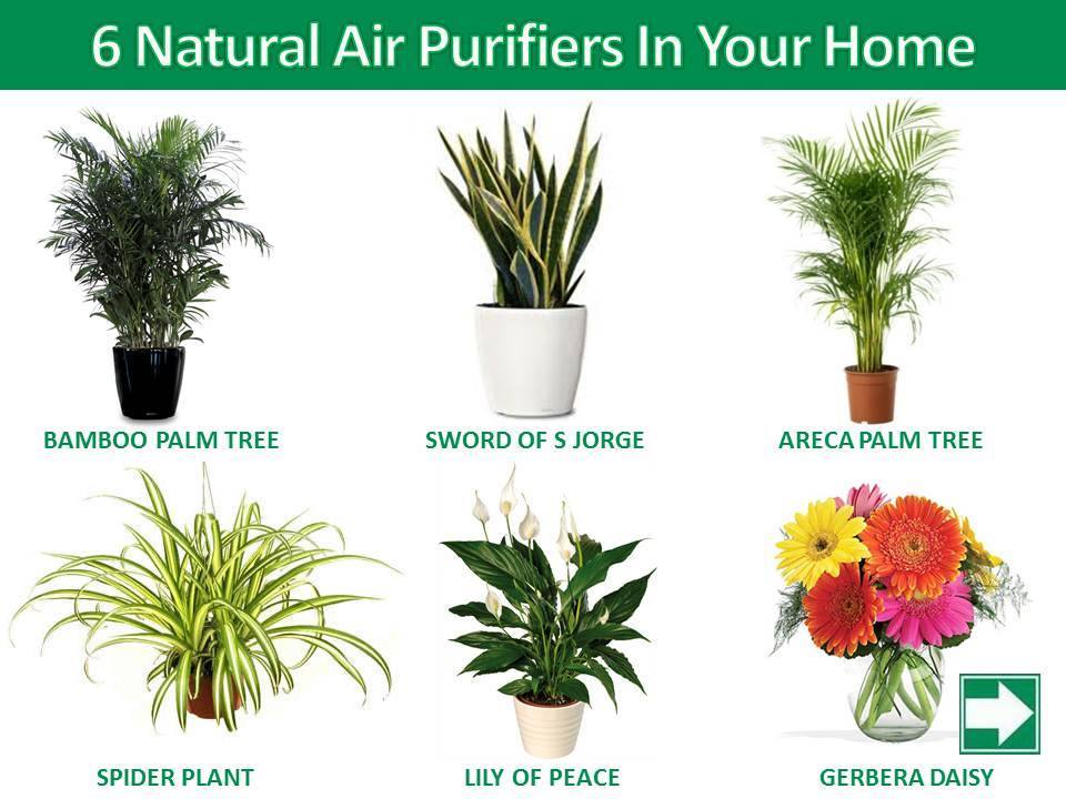 Natural air purifier deals plants